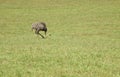 An ostrich eating grass in the middle of the meadow Royalty Free Stock Photo