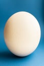 Ostrich egg on a classic blue background. Large ostrich egg in an upright position on a blue background. Royalty Free Stock Photo