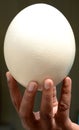 OSTRICH EGG Royalty Free Stock Photo