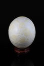 Ostrich egg Royalty Free Stock Photo