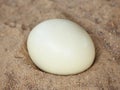 Ostrich egg (Struthio camelus)