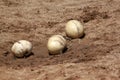 Ostrich eggs Royalty Free Stock Photo