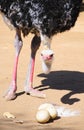 Ostrich with eggs eggs in the Klein Karoo, South Africa