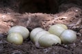 The Ostrich eggs