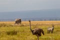 Ostrich, elephant, and zebra resting in the open terrain, Maasai Mara National Reserve, Kenya Royalty Free Stock Photo