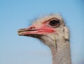 Ostrich emotions Royalty Free Stock Photo