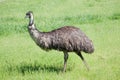 Ostrich Emu Royalty Free Stock Photo