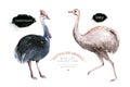 The ostrich Emu and cassowary watercolor. Bird of Australia. Isolated illustration on white background. Royalty Free Stock Photo