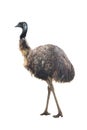 Ostrich Emu Royalty Free Stock Photo