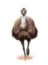 Ostrich Emu, realistic drawing