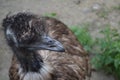 ostrich EMU with tuft