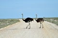 Ostrich in Etosha, Namibia Royalty Free Stock Photo