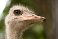Ostrich face Royalty Free Stock Photo