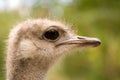 Ostrich face Royalty Free Stock Photo
