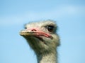 Ostrich face Royalty Free Stock Photo