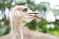 Ostrich face Royalty Free Stock Photo