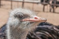 Ostrich face Royalty Free Stock Photo
