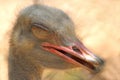 Ostrich face Royalty Free Stock Photo