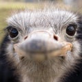 Ostrich face close-up. eyes with eyelashes in focus. Funny face. Selective focus Royalty Free Stock Photo