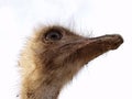 Ostrich Royalty Free Stock Photo