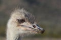 Ostrich Face Royalty Free Stock Photo