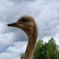 Ostrich face profile Royalty Free Stock Photo