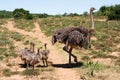 Ostrich family Royalty Free Stock Photo