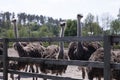 Ostrich family behind fence ostrich farm Royalty Free Stock Photo