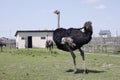 Ostrich family behind fence ostrich farm