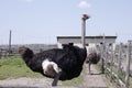 Ostrich family behind fence ostrich farm