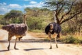 ostrich family on a dirt road in south africa Royalty Free Stock Photo