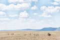 Ostrich family on a farm near Jagersfontein