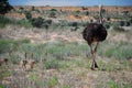 Ostrich and family. Kgalagadi Transfrontier Park. Northern Cape, South Africa Royalty Free Stock Photo