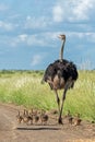 Ostrich family in Kruger National Park in South Africa Royalty Free Stock Photo