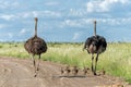 Ostrich family in Kruger National Park in South Africa Royalty Free Stock Photo