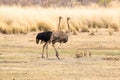 Ostrich family Royalty Free Stock Photo