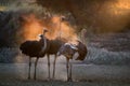 Ostrich family. Two males, Struthio camelus, trying to attract female. Dust backlighted by last rays of setting sun create nice