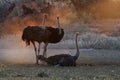 Ostrich family. Two males, Struthio camelus, trying to attract female. Dust backlighted by last rays of setting sun create nice