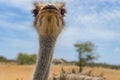 Ostrich Farm Curacao Views