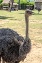 Ostrich in farm Royalty Free Stock Photo