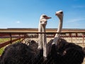 Ostrich farming bird head and neck front portrait in paddock. Royalty Free Stock Photo