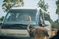 Ostrich fasano zoo in Fasano apulia Italy