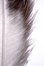 Ostrich feather