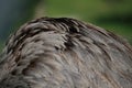 Ostrich Feather Close-up