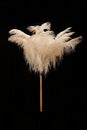 Ostrich Feather Duster Royalty Free Stock Photo