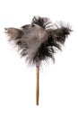 Ostrich Feather Duster - Isolated Royalty Free Stock Photo