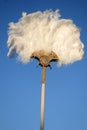 Ostrich feather fan