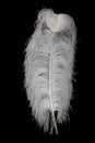 Ostrich Feather Plume Royalty Free Stock Photo