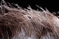 Ostrich feather plume on black background Royalty Free Stock Photo