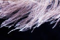 Ostrich feather plume isolated on black background Royalty Free Stock Photo